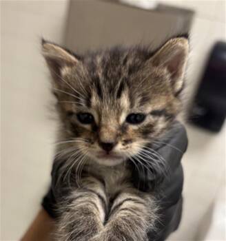 ASH -  Domestic Short Hair Cat for Adoption in Dallas, Texas - ASH | PetCurious