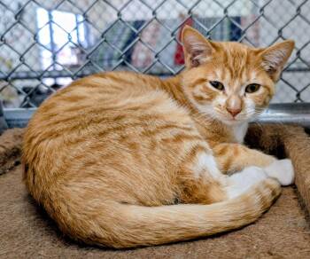 Red Hot -  Domestic Short Hair Cat for Adoption in Youngtown, Arizona - Red Hot | PetCurious