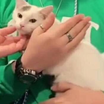 Domestic Short Hair Cats Available for Adoption in Cincinnati, Ohio - Wren | PetCurious