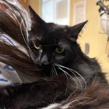 Domestic Short Hair Cats Available for Adoption in Pasadena, California - Rice Krispie | PetCurious