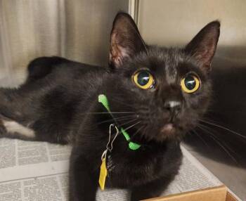 FIONA -  Domestic Short Hair Cat for Adoption in St. Louis, Missouri - FIONA | PetCurious