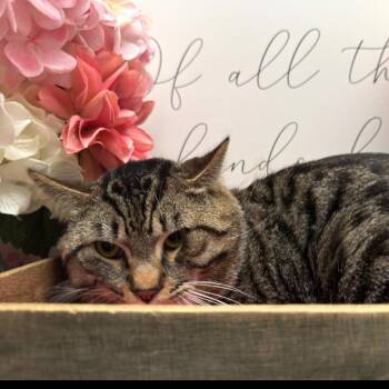 American Shorthair Cats Available for Adoption - Theodore | PetCurious