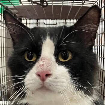 110065 -  Domestic Medium Hair Cat for Adoption in Las Cruces, New Mexico - 110065 | PetCurious