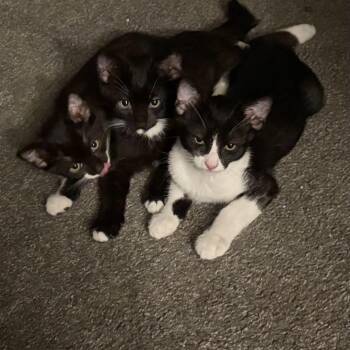 Stash Fischer -  Domestic Short Hair Cat for Adoption in Las Vegas, Nevada - Stash Fischer | PetCurious