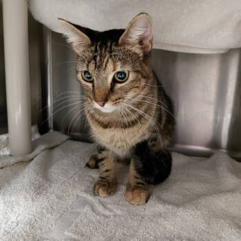 Rescue Domestic Short Hair Cats for Adoption - EEVEE | PetCurious