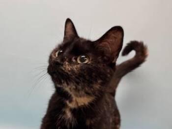 Lucky -  Domestic Short Hair Cat for Adoption in Golden Valley, Minnesota - Lucky | PetCurious