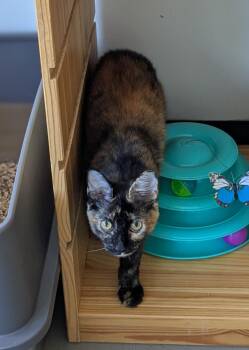 Kelly -  Domestic Long Hair Cat for Adoption in Burlington, Vermont - Kelly | PetCurious