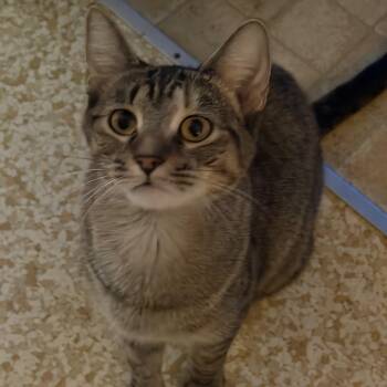 Momma -  Domestic Short Hair Cat for Adoption in Mayfield, New York - Momma | PetCurious