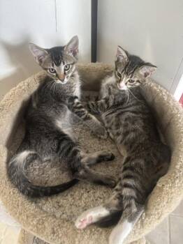 Tiny Tabby -  Domestic Short Hair Cat for Adoption in Alafaya, Florida - Tiny Tabby | PetCurious