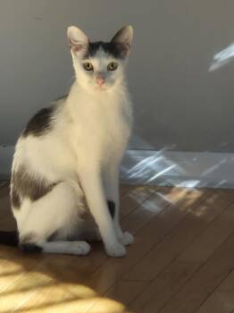 Dairy Queen -  Domestic Short Hair and Abyssinian Cat for Adoption in Wheaton, Illinois - Dairy Queen | PetCurious