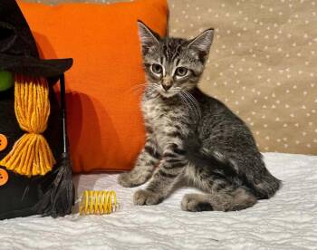 Guppy -  Domestic Short Hair Cat for Adoption in Groveland, Massachusetts - Guppy | PetCurious