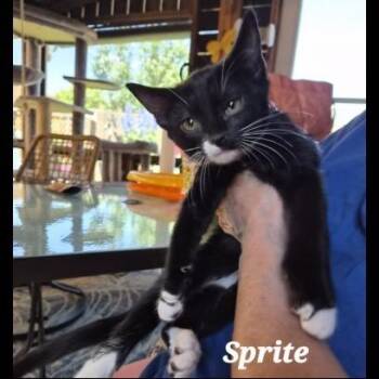 Sprite -  Domestic Short Hair Cat for Adoption in Prescott, Arizona - Sprite | PetCurious