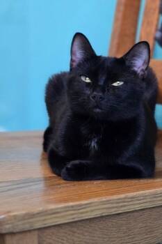 Domestic Short Hair Cats Available for Adoption in Fort Collins, Colorado - Dinah Mite | PetCurious