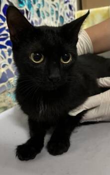 LUCY -  Domestic Short Hair Cat for Adoption in Pensacola, Florida - LUCY | PetCurious