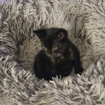 Lavender -  Domestic Short Hair Cat for Adoption in Manhattan, Kansas - Lavender | PetCurious