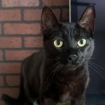 Rescue Domestic Short Hair Cats for Adoption in Paterson, New Jersey - Clive | PetCurious