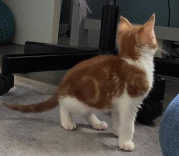 Domestic Medium Hair Cats Available for Adoption - Bart | PetCurious