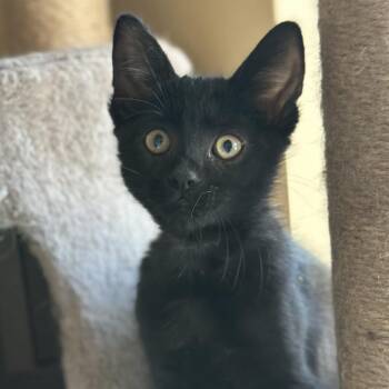 Domestic Short Hair Cats Available for Adoption in Grantsville, Utah - Moxi | PetCurious
