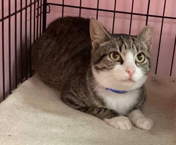 Rescue Domestic Short Hair Cats for Adoption in Muskegon, Michigan - MOONEY | PetCurious