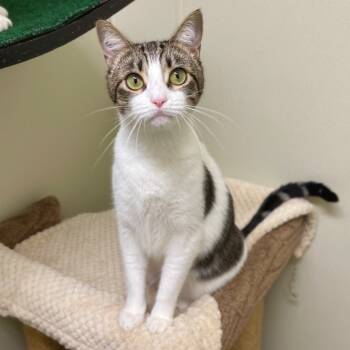 Rescue Domestic Short Hair Cats for Adoption in Cambria, California - Camilla | PetCurious