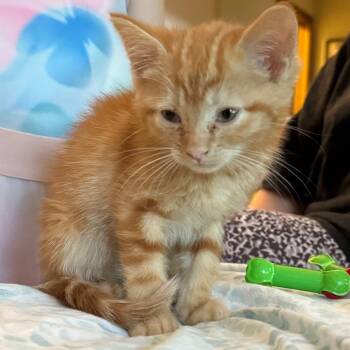 Cheesy -  Domestic Short Hair Cat for Adoption in Kansas City, Missouri - Cheesy | PetCurious