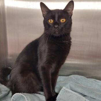 Maverick -  Domestic Short Hair Cat for Adoption in Springfield, Illinois - Maverick | PetCurious
