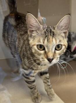 Waterford -  Domestic Short Hair Cat for Adoption in Bellevue, Washington - Waterford | PetCurious