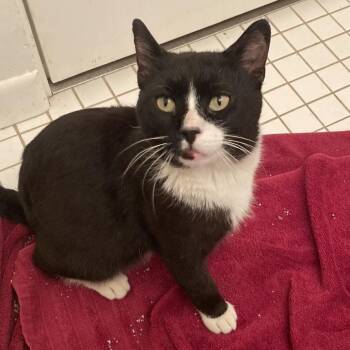 Domestic Short Hair Cats Available for Adoption in Chicago, Illinois - Earl Sweatshirt | PetCurious