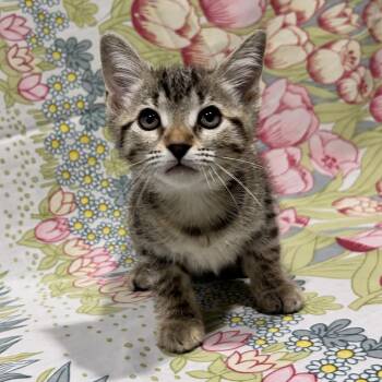 Torta -  Domestic Short Hair Cat for Adoption in Abilene, Texas - Torta | PetCurious