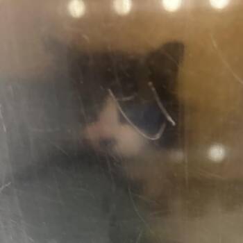 Domestic Short Hair Cats Available for Adoption in Philadelphia, Pennsylvania - Pookie Bear | PetCurious