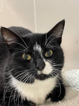 Rescue Domestic Short Hair Cats for Adoption in Hayward, Wisconsin - Wednesday | PetCurious
