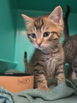 Finch -  Domestic Short Hair Cat for Adoption in Pine Grove, Pennsylvania - Finch | PetCurious