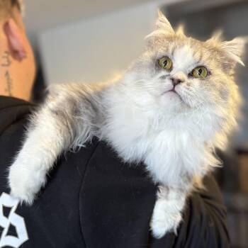 Rescue Persian Cats for Adoption in Newmarket, Ontario - Storm | PetCurious