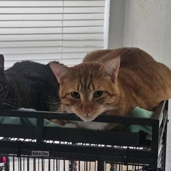 Rescue Domestic Short Hair Cats for Adoption in West Palm Beach, Florida - Toby | PetCurious