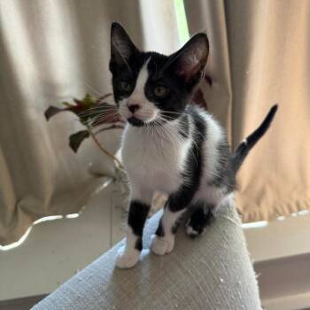Gangle -  Domestic Short Hair Cat for Adoption in Springfield, Ohio - Gangle | PetCurious