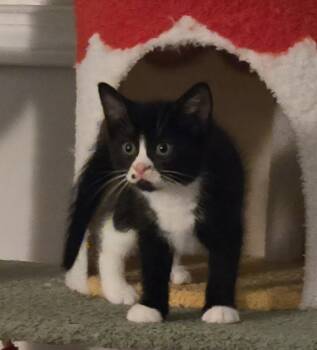 Teletubbies:  Po -  Domestic Short Hair Cat for Adoption - Teletubbies:  Po | PetCurious