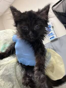 JUJU -  Domestic Long Hair Cat for Adoption in Las Vegas, Nevada - JUJU | PetCurious