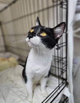 Rescue Domestic Short Hair Cats for Adoption in Pomona, New York - Billie | PetCurious