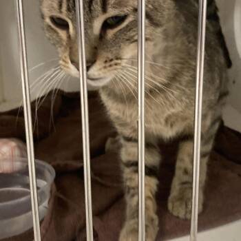 Domestic Short Hair Cats Available for Adoption in Philadelphia, Pennsylvania - Noreaster | PetCurious