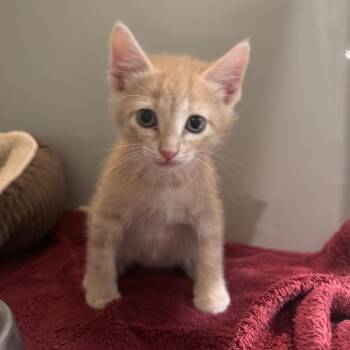 Domestic Short Hair Cats Available for Adoption - Lilac | PetCurious