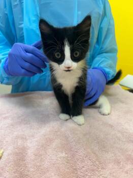 Acorn -  Domestic Short Hair Cat for Adoption in Raleigh, North Carolina - Acorn | PetCurious