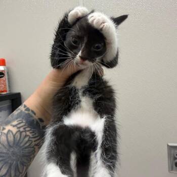 Domestic Short Hair Cats Available for Adoption in Morganton, North Carolina - Apple | PetCurious