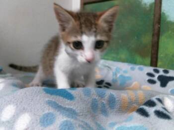 Domestic Short Hair Cats Available for Adoption in Houston, Texas - BARRY | PetCurious