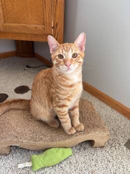 Rescue Domestic Short Hair Cats for Adoption in Minneapolis, Minnesota - Sammy | PetCurious