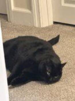 Domestic Short Hair Cats Available for Adoption in West Chester, Pennsylvania - Beef Stew | PetCurious