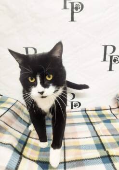 Domestic Short Hair Cats Available for Adoption - Mobey | PetCurious