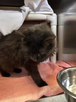 Tournesol -  Domestic Short Hair Cat for Adoption in Montreal, Quebec - Tournesol | PetCurious