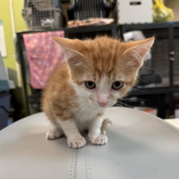 Jack Straw -  Domestic Short Hair Cat for Adoption in Lynchburg, Virginia - Jack Straw | PetCurious