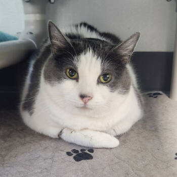 Rescue Domestic Short Hair Cats for Adoption in St. Helena, California - Melanie | PetCurious