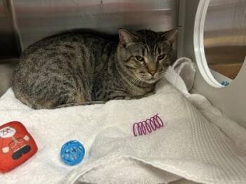 Domestic Short Hair Cats Available for Adoption in Kansas City, Missouri - Pistachio | PetCurious